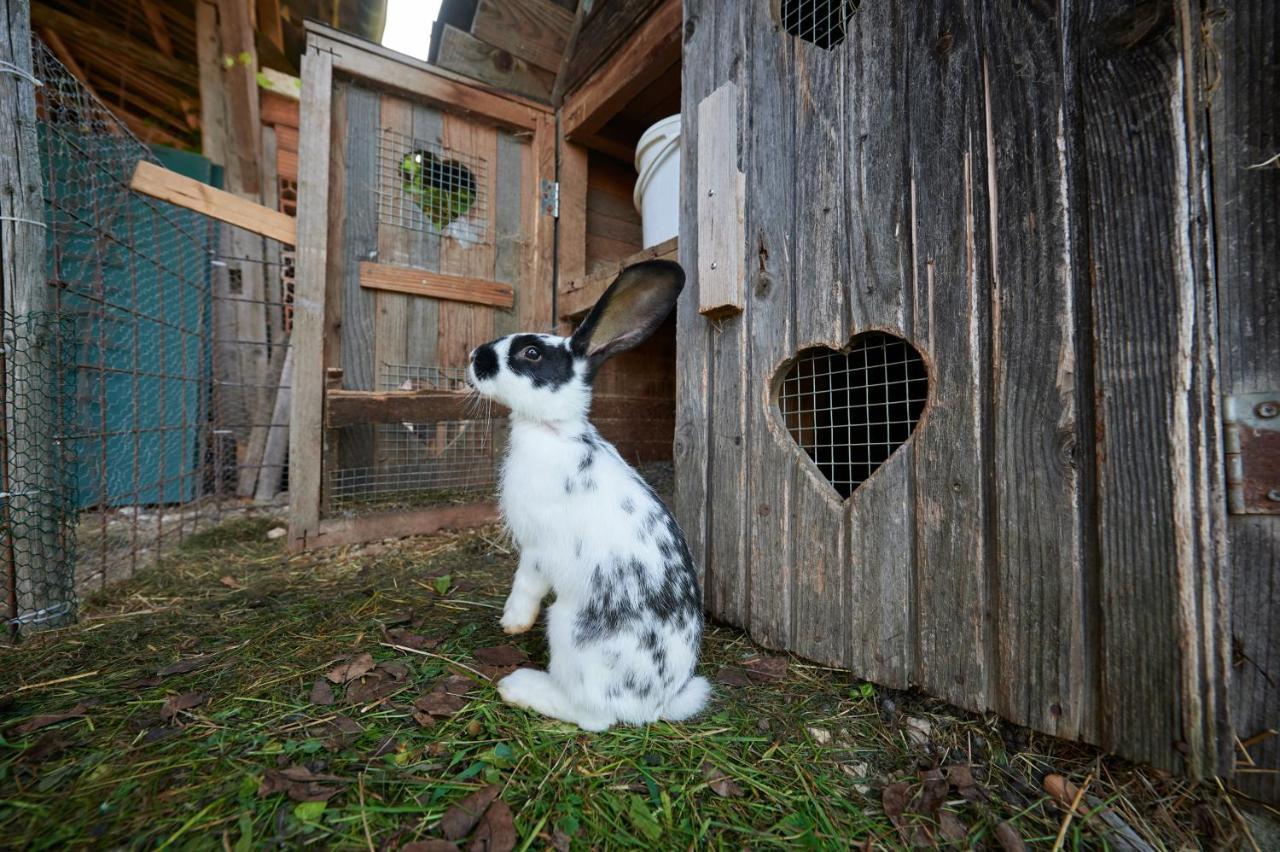 Tourist Farm Kolar Villa Ljubno Eksteriør bilde